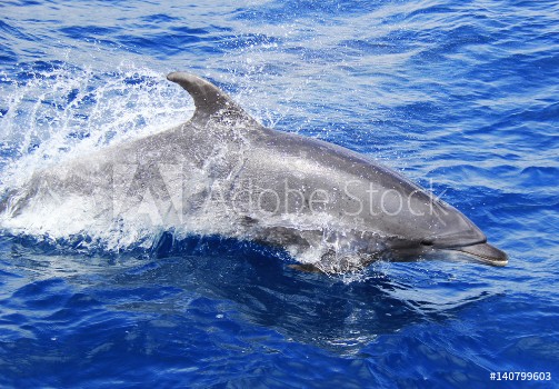 Picture of Pacific Bottlenose Dolphin